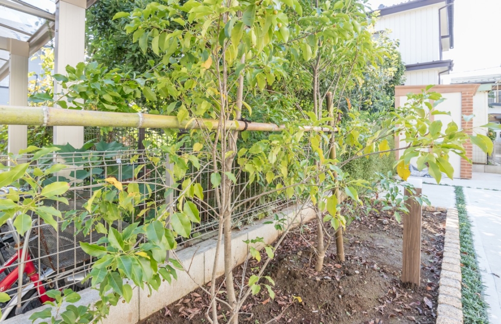 我が家のお庭を象徴する大切なシンボルツリー