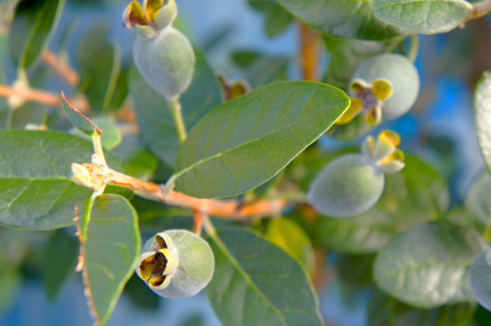 ありきたりにならない 厳選 目隠し常緑樹の新常識 癒樹工房 ゆうきこうぼう