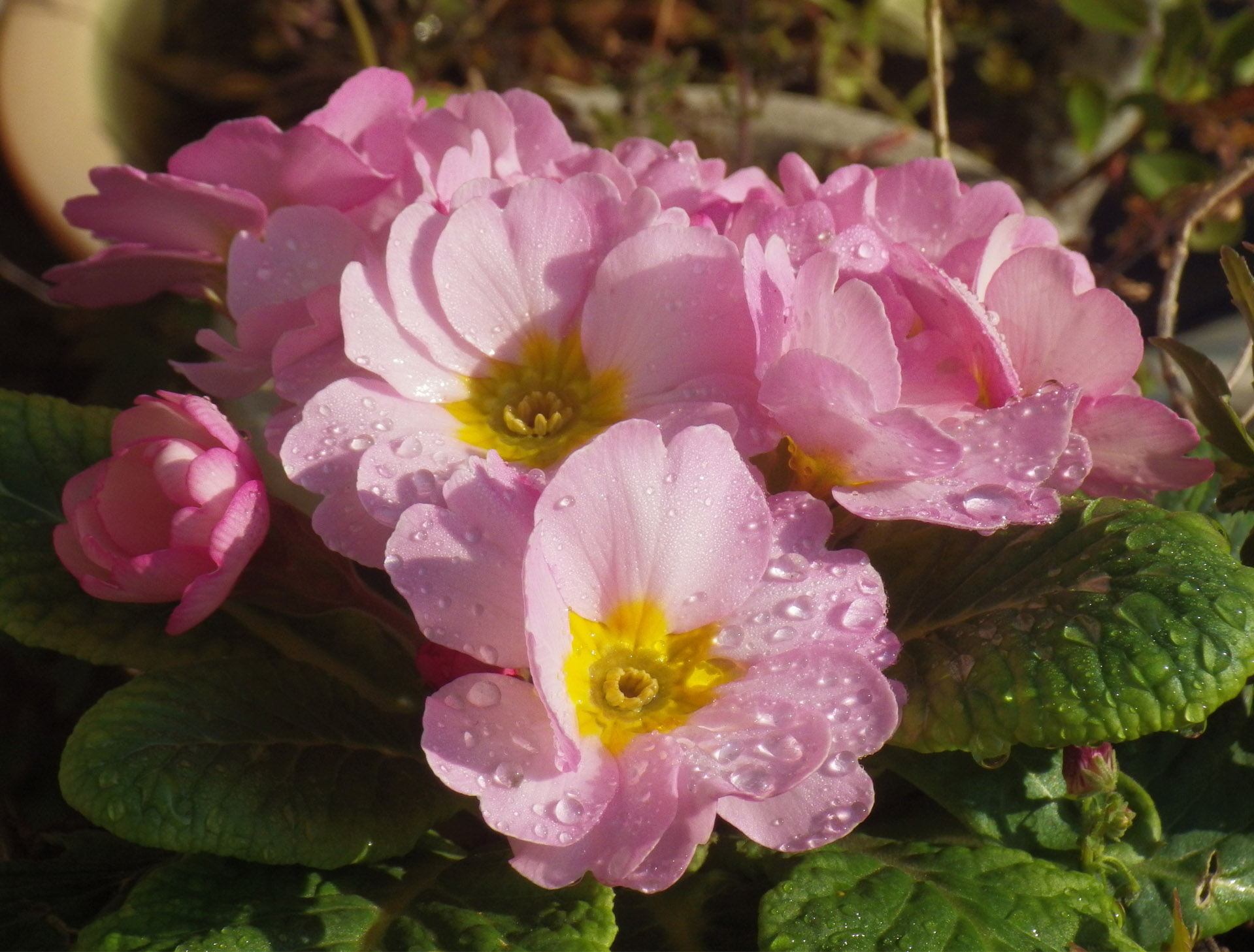 プリムラ 桜草 癒樹工房 ゆうきこうぼう