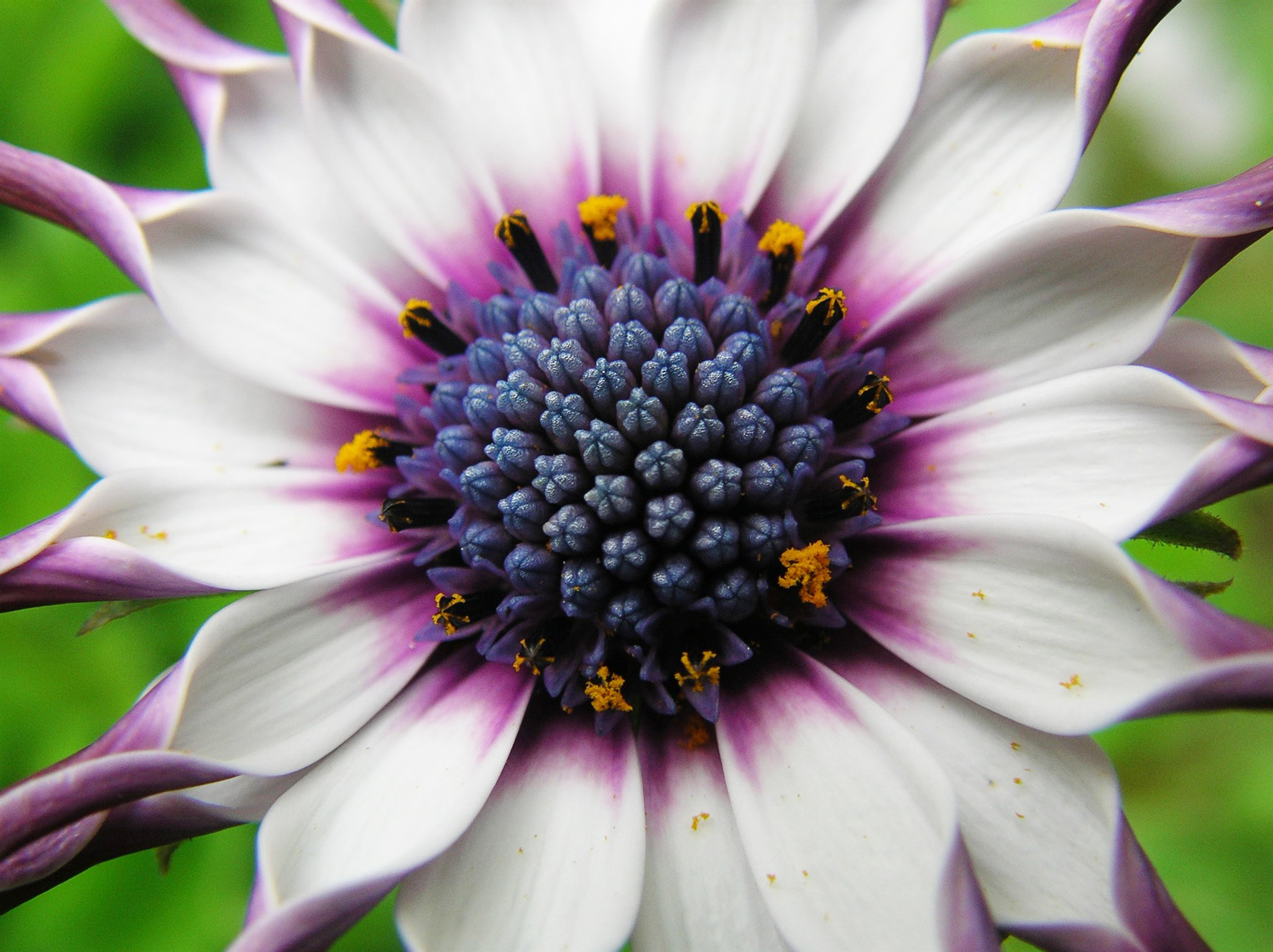 オステオスペルマム アフリカキンセンカ 癒樹工房 ゆうきこうぼう