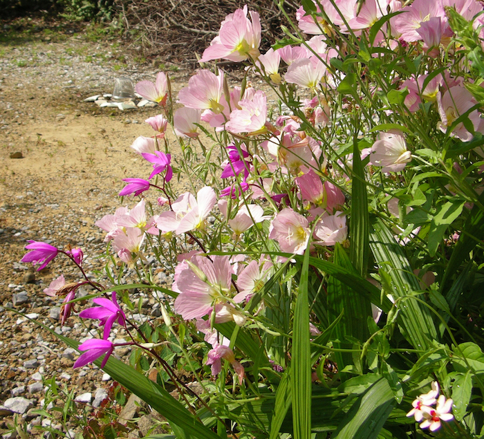 ヒルザキツキミソウ 昼咲き月見草 癒樹工房 ゆうきこうぼう