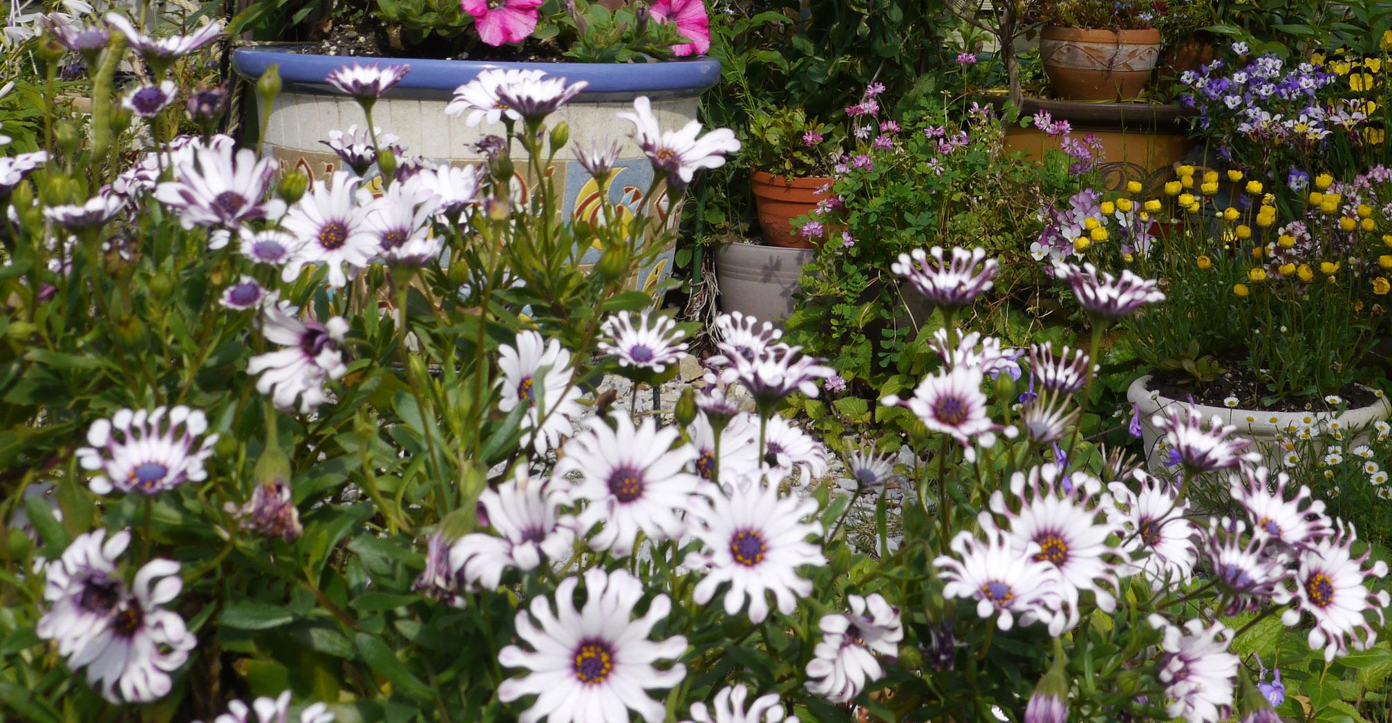 オステオスペルマム アフリカキンセンカ 癒樹工房 ゆうきこうぼう