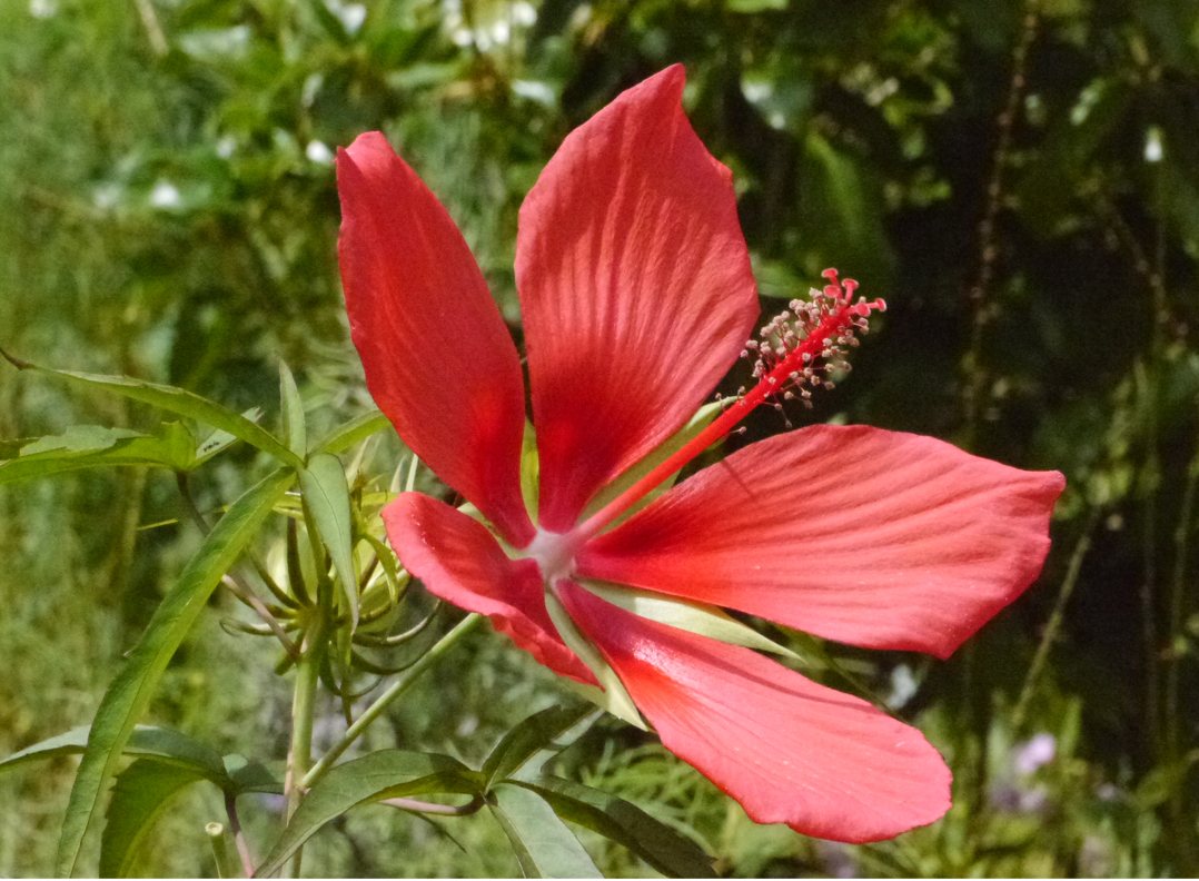 モミジアオイ 紅葉葵 癒樹工房 ゆうきこうぼう