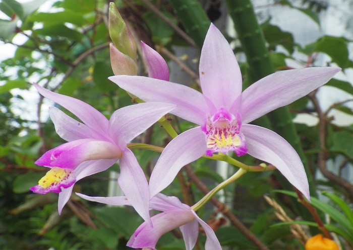 シラン 紫蘭 癒樹工房 ゆうきこうぼう