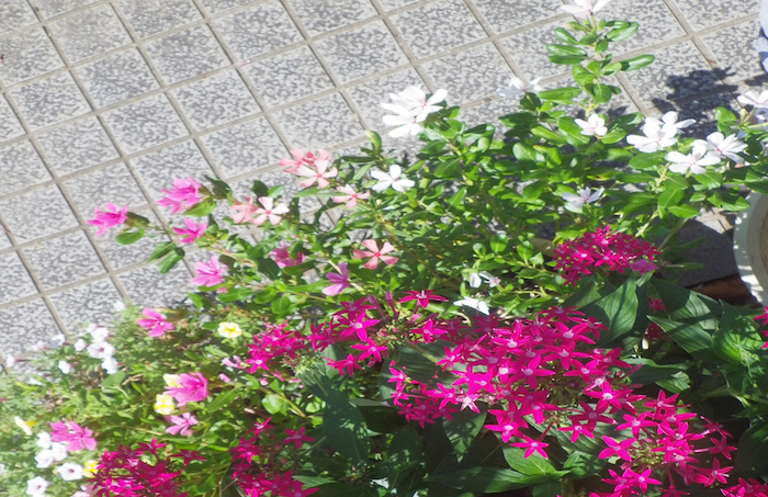 ニチニチソウ 日々草 癒樹工房 ゆうきこうぼう
