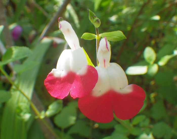 サルビア 緋衣草 癒樹工房 ゆうきこうぼう