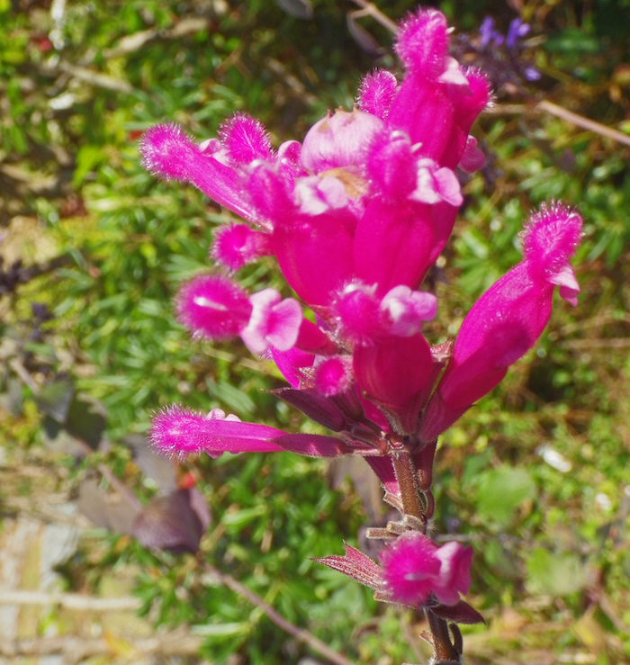 サルビア 緋衣草 癒樹工房 ゆうきこうぼう サルビア 緋衣草 癒樹工房 ゆうきこうぼう