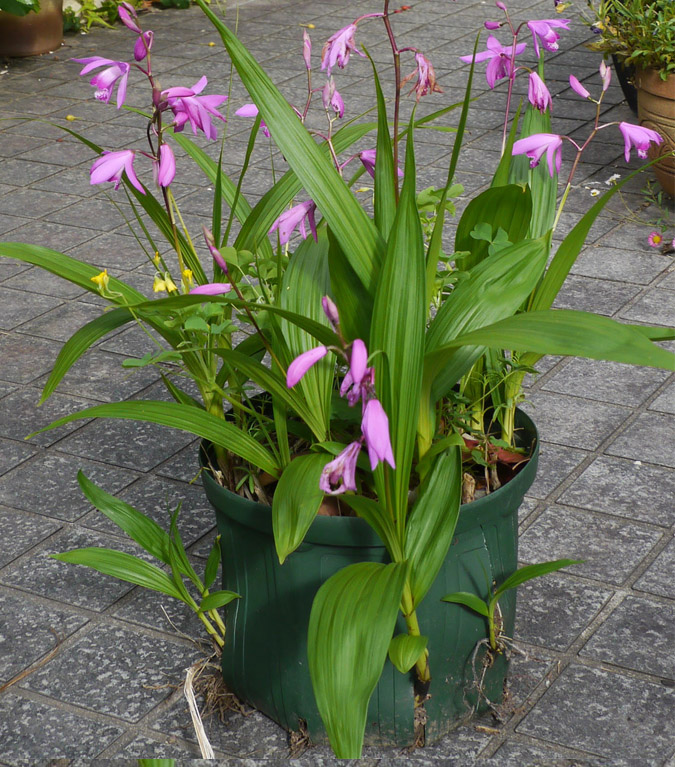 シラン 紫蘭 癒樹工房 ゆうきこうぼう