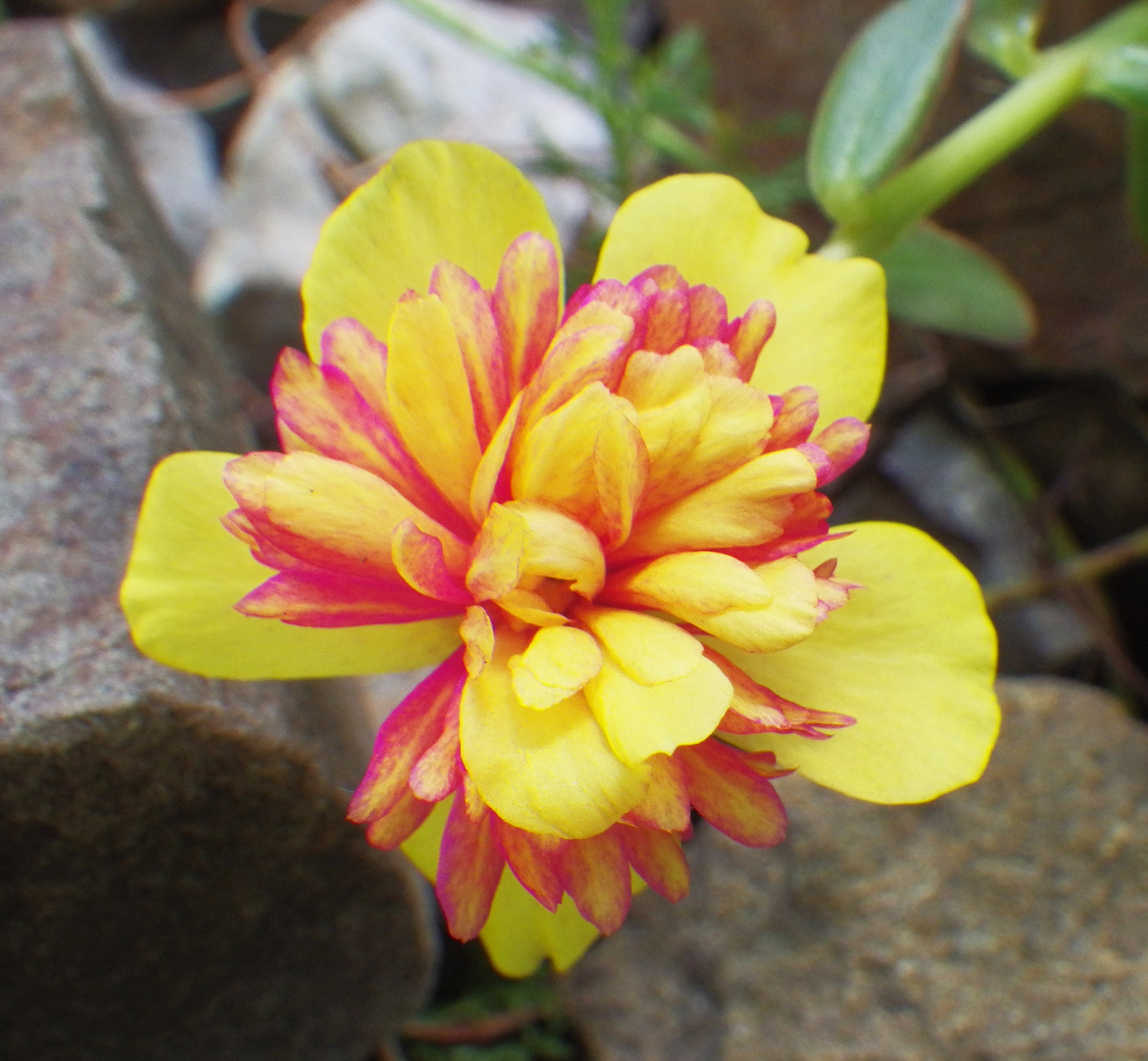 ポーチュラカ スベリヒユ 癒樹工房 ゆうきこうぼう