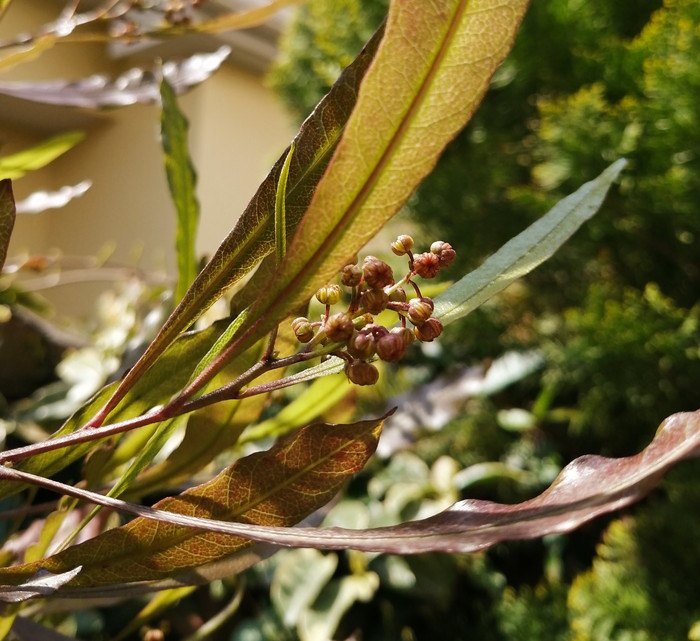 ドドナエア ポップブッシュ 癒樹工房 ゆうきこうぼう
