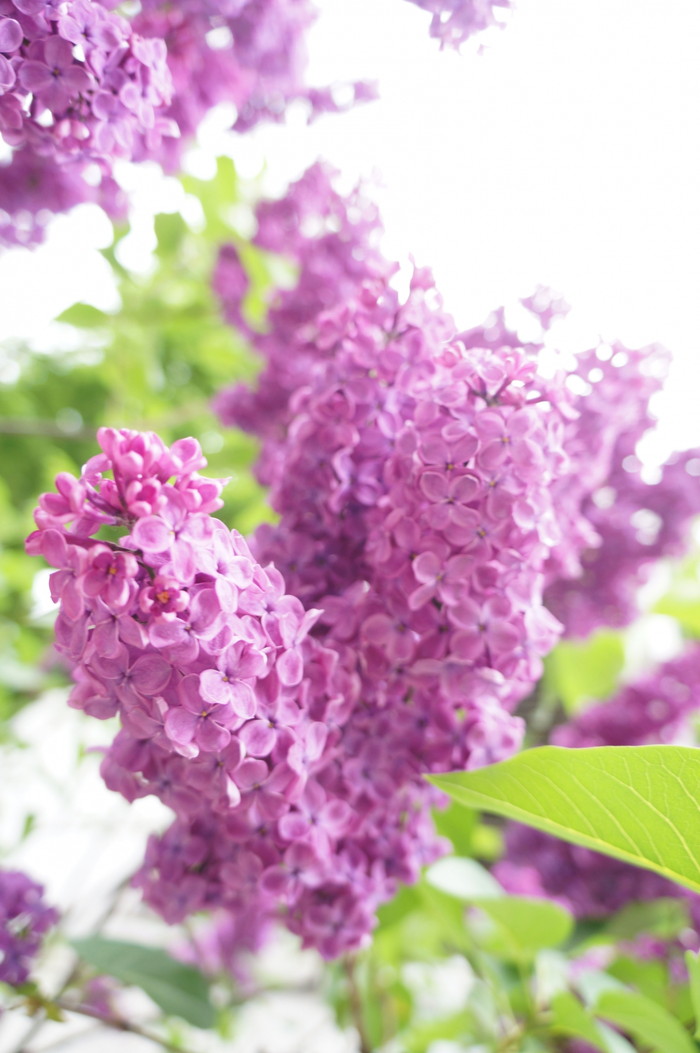 ライラック リラ 紫丁香花