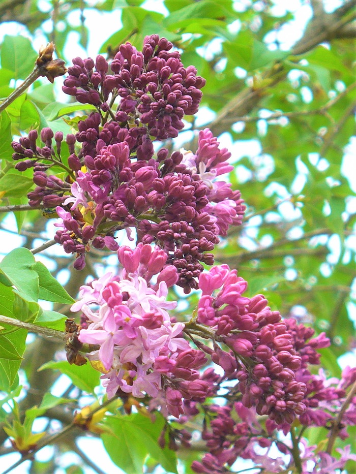 ライラック リラ 紫丁香花