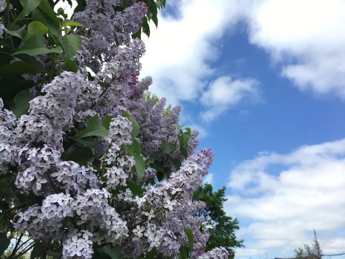 ライラック リラ 紫丁香花