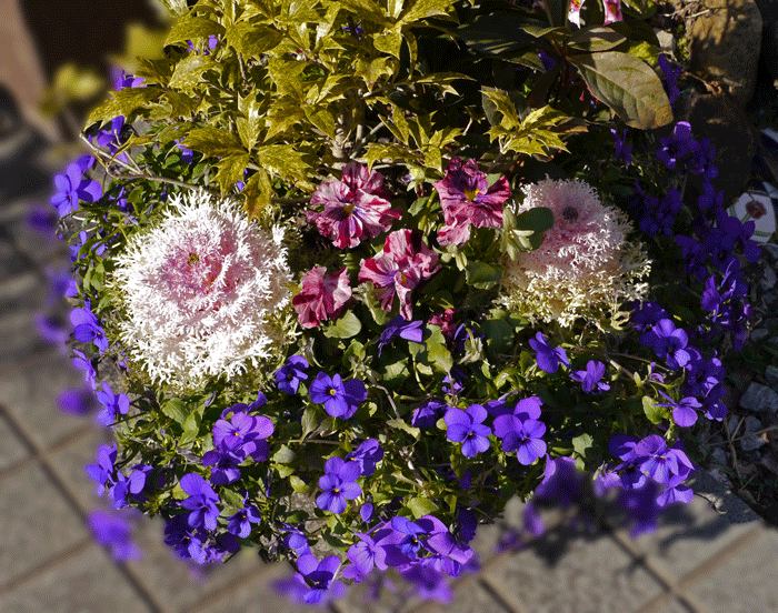 パンジー ビオラ 三色菫 癒樹工房 ゆうきこうぼう