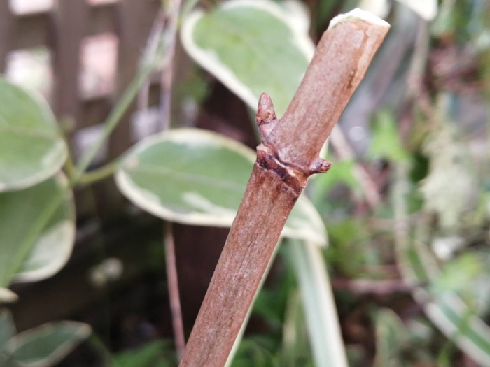 アジサイアナベル