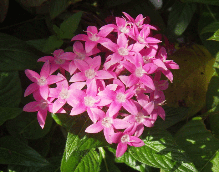 ペンタス 草山丹花 ｸｻｻﾝﾀﾝｶ 癒樹工房 ゆうきこうぼう