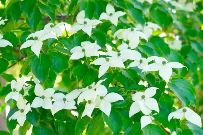 ヤマボウシ 山法師 癒樹工房 ゆうきこうぼう