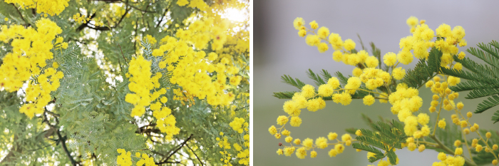 ミモザ フサアカシア ギンヨウアカシア