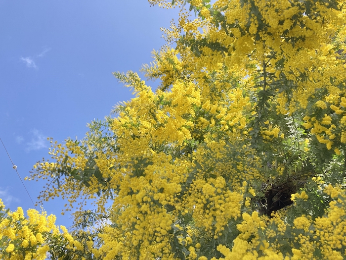 ミモザ フサアカシア ギンヨウアカシア
